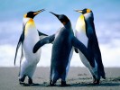 /arquivos/pessoas/115538100524Penguins_133_100.jpg