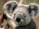 /arquivos/pessoas/121410270319Koala_133_100.jpg
