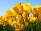 /arquivos/pessoas/141547050319Tulips_133_100.jpg