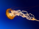 /arquivos/pessoas/193537271019Jellyfish_133_100.jpg